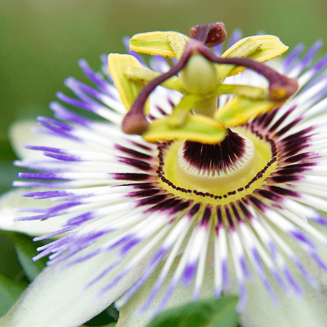 Passionflower