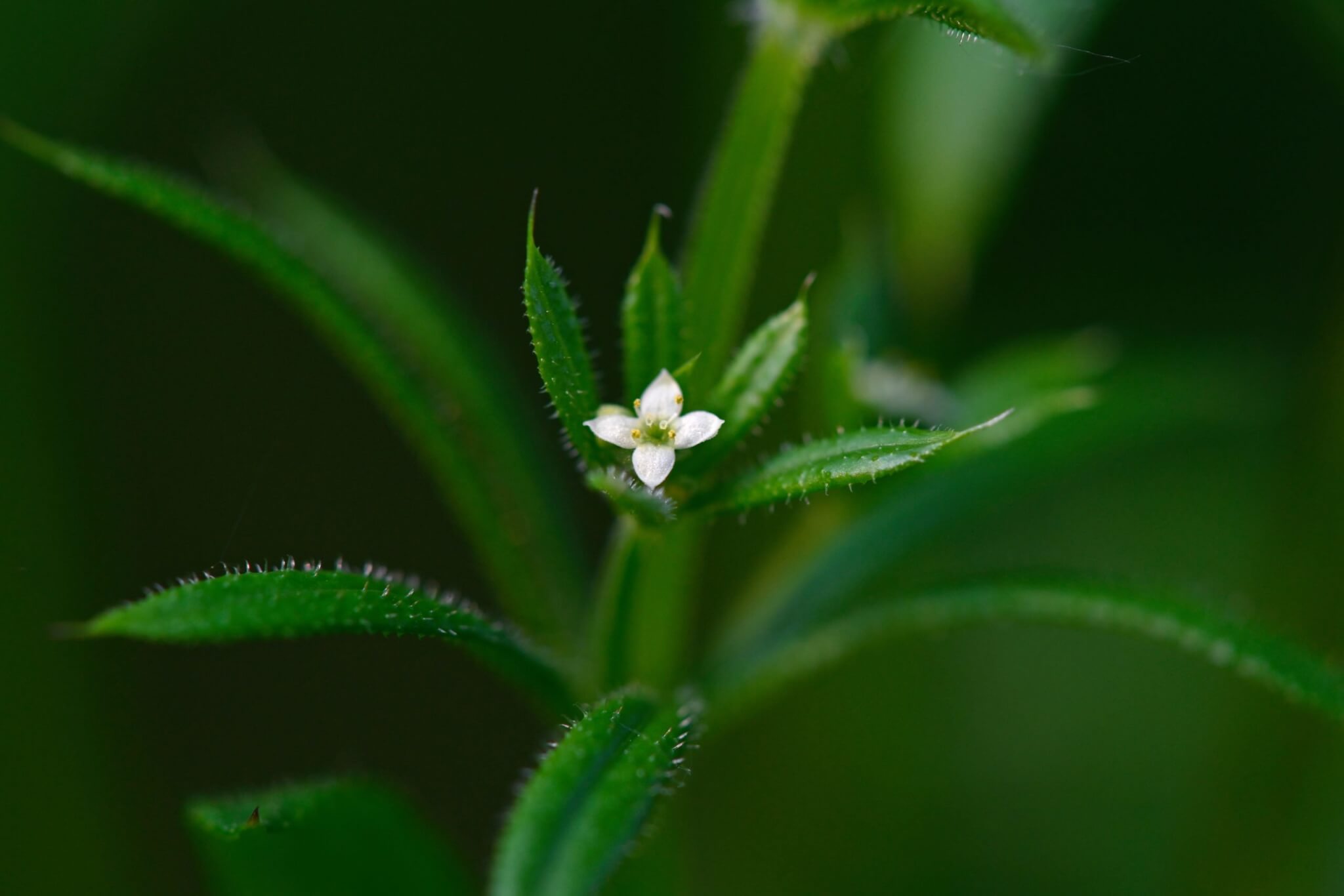 Galium Aperine - Cleavers