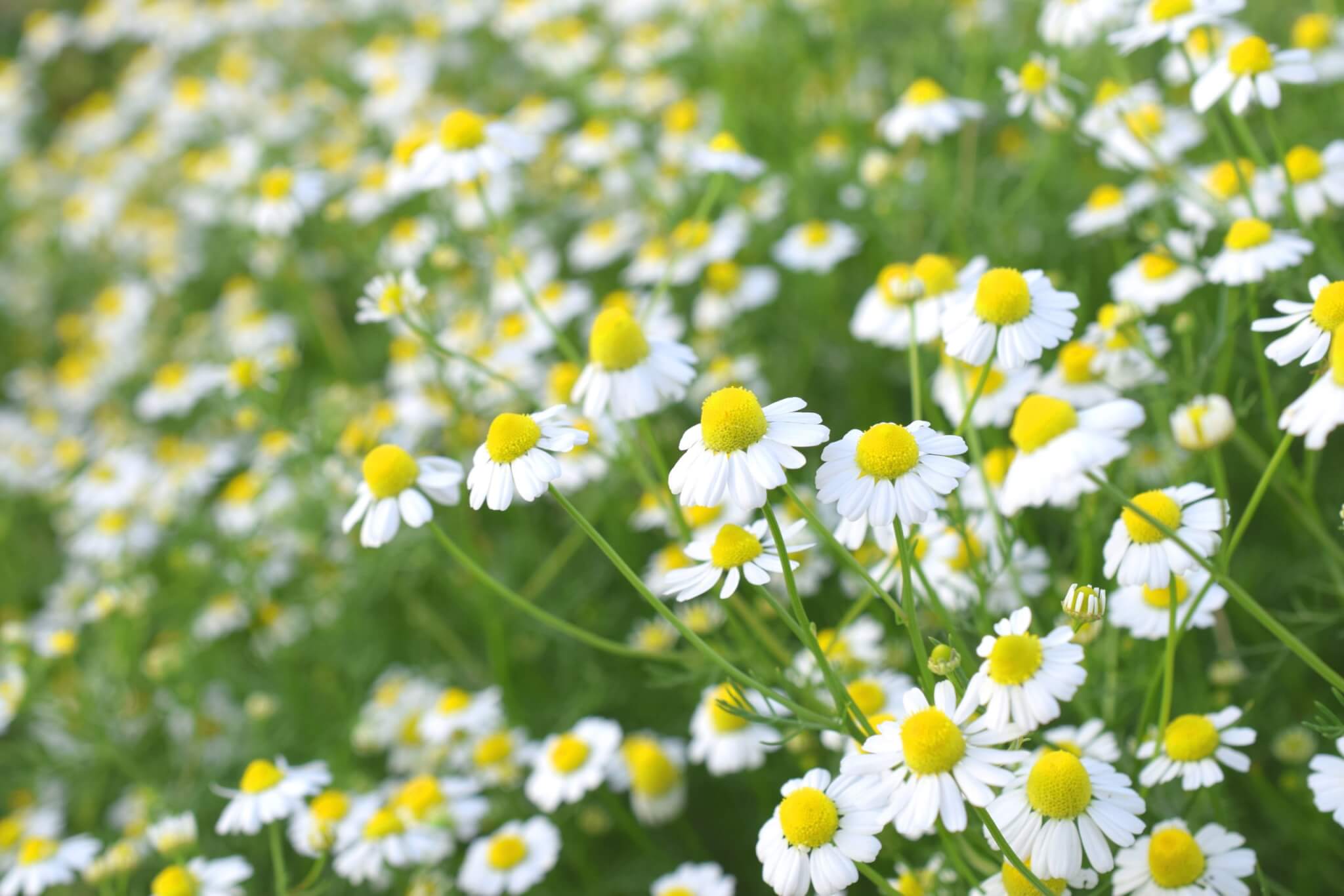 German Chamomile