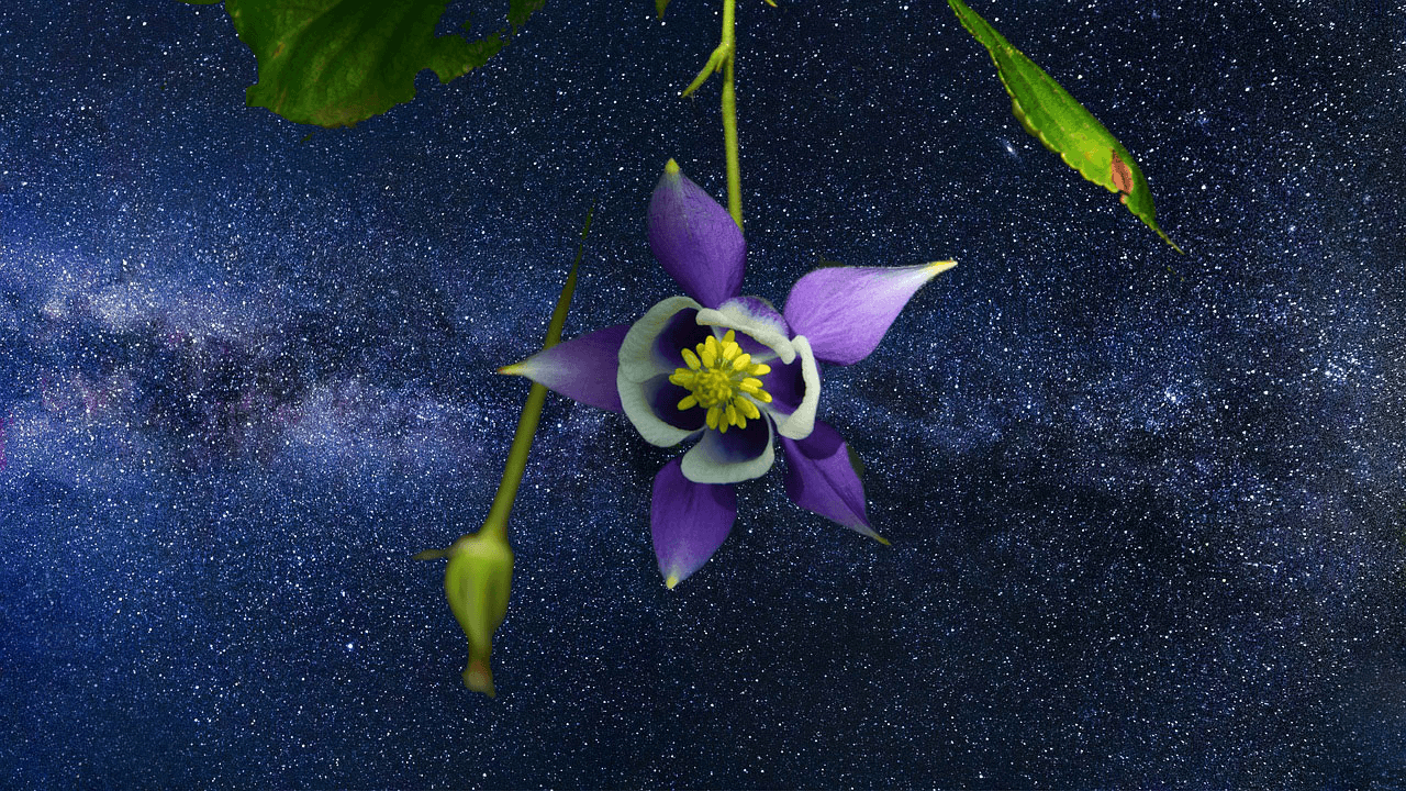 Astrology for Herbalists: Core Curriculum