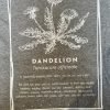 Herbal Heroes Dandelion T-Shirt - Image 4